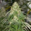 5 UND FEM - SOME SWEET * MEDICAL SEEDS FEM 5 UND