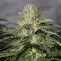 10 UND FEM - OG KUSH CBD * MEDICAL SEEDS FEM 10 UND