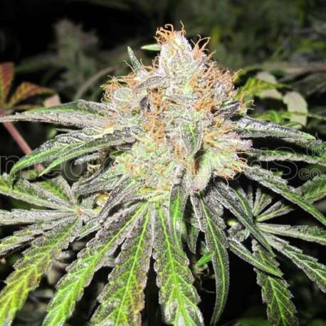 10 UND REG - DEEP NEVILLE * MEDICAL SEEDS REGULAR 10 UND