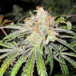 20 UND REG - DEEP NEVILLE * MEDICAL SEEDS REGULAR 20 UND