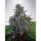 2 UND FEM - AUTO BLUE AMNESIA * MINISTRY SEEDS 2 UND FEMINIZADAS