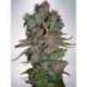 2 UND FEM - AUTO BLUEBERRY DOMINA * MINISTRY SEEDS 2 UND FEMINIZADAS