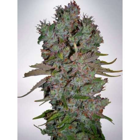 2 UND FEM - AUTO BLUEBERRY DOMINA * MINISTRY SEEDS 2 UND FEMINIZADAS