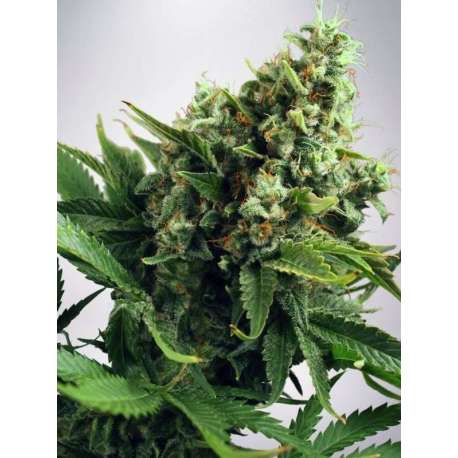 2 UND FEM - AUTO WHITE WIDOW * MINISTRY SEEDS 2 UND FEMINIZADAS