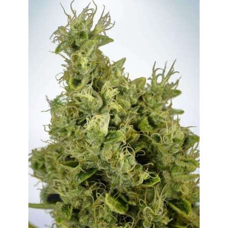 2 UND FEM - MANDARIN HAZE * MINISTRY SEEDS 2 UND FEMINIZADAS
