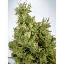 2 UND FEM - MANDARIN HAZE * MINISTRY SEEDS 2 UND FEMINIZADAS