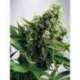 5 UND FEM - AUTO WHITE WIDOW * MINISTRY SEEDS 5 UND FEMINIZADAS