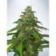 5 UND FEM - AUTO MANDARIN HAZE * MINISTRY SEEDS 5 UND FEMINIZADAS