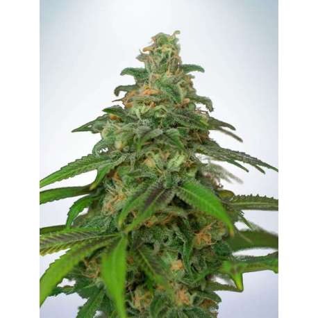 5 UND FEM - AUTO MANDARIN HAZE * MINISTRY SEEDS 5 UND FEMINIZADAS