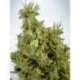 5 UND FEM - MANDARIN HAZE * MINISTRY SEEDS 5 UND FEMINIZADAS