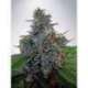 25 UND FEM - AUTO BLUE AMNESIA * MINISTRY SEEDS 25 UND FEMINIZADAS