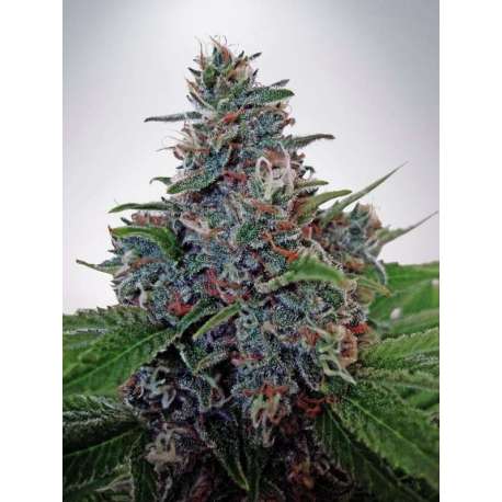 25 UND FEM - AUTO BLUE AMNESIA * MINISTRY SEEDS 25 UND FEMINIZADAS