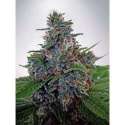 25 UND FEM - AUTO BLUE AMNESIA * MINISTRY SEEDS 25 UND FEMINIZADAS