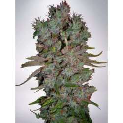 25 UND FEM - AUTO BLUEBERRY DOMINA * MINISTRY SEEDS 25 UND FEMINIZADAS