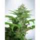 25 UND FEM - AUTO CBD STAR * MINISTRY SEEDS 25 UND FEMINIZADAS