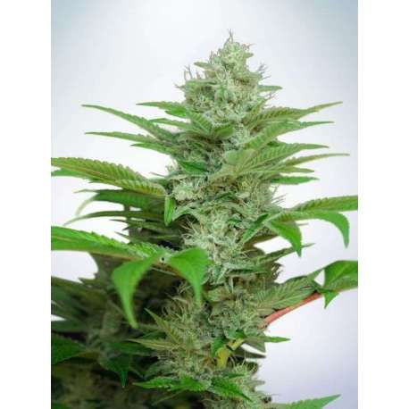 25 UND FEM - AUTO CBD STAR * MINISTRY SEEDS 25 UND FEMINIZADAS