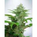 25 UND FEM - AUTO CBD STAR * MINISTRY SEEDS 25 UND FEMINIZADAS