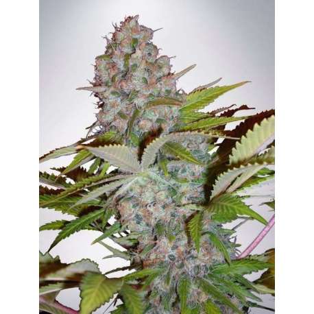 25 UND FEM - AUTO CHEESE NL * MINISTRY SEEDS 25 UND FEMINIZADAS