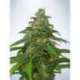 25 UND FEM - AUTO MANDARIN HAZE * MINISTRY SEEDS 25 UND FEMINIZADAS