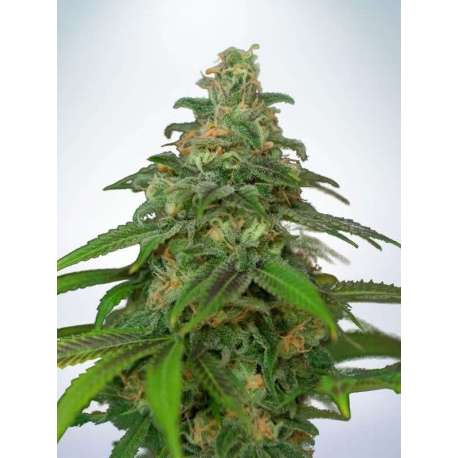 25 UND FEM - AUTO MANDARIN HAZE * MINISTRY SEEDS 25 UND FEMINIZADAS