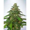 25 UND FEM - AUTO MANDARIN HAZE * MINISTRY SEEDS 25 UND FEMINIZADAS