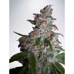 25 UND FEM - NORTHERN LIGHTS MOC * MINISTRY SEEDS 25 UND FEMINIZADAS