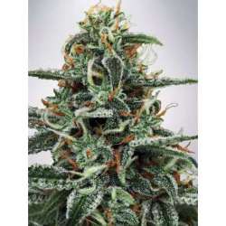 25 UND FEM - WHITE WIDOW * MINISTRY SEEDS 25 UND FEMINIZADAS