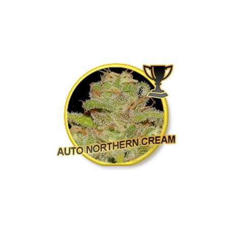 1 UND FEM - AUTO NORTHERN CREAM * MR. HIDE SEEDS 1 UND FEM