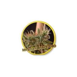 1 UND FEM - PIAYA HAZE CBD * MR. HIDE SEEDS 1 UND FEM