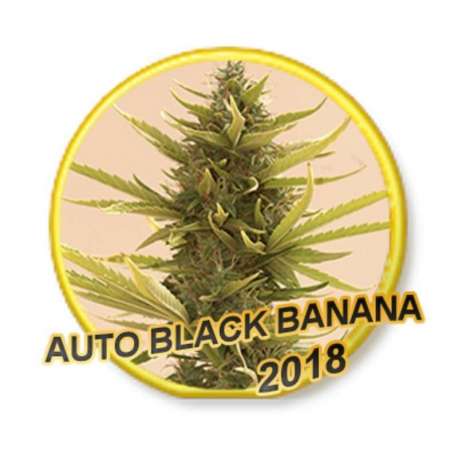 1 UND FEM - AUTO BLACK BANANA * MR. HIDE SEEDS 1 UND FEM