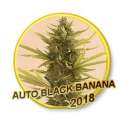 1 UND FEM - AUTO BLACK BANANA * MR. HIDE SEEDS 1 UND FEM