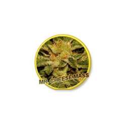 3 UND FEM - MR. CHEESE MASS * MR. HIDE SEEDS 3 UND FEM