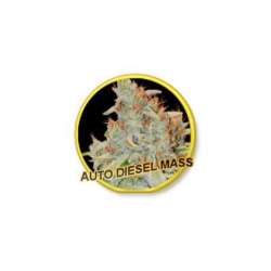 3 UND FEM - AUTO DIESEL MASS * MR. HIDE SEEDS 3 UND FEM