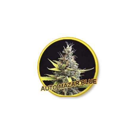 3 UND FEM - AUTO MAZAR BLUE * MR. HIDE SEEDS 3 UND FEM
