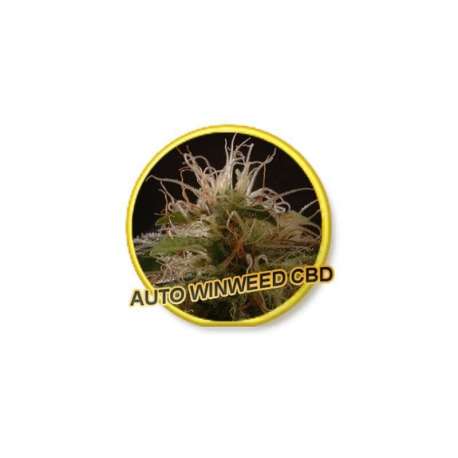 3 UND FEM - AUTO WINWEED CBD * MR. HIDE SEEDS 3 UND FEM