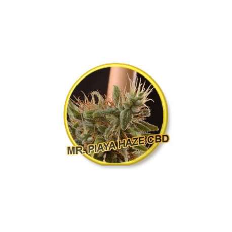 3 UND FEM - PIAYA HAZE CBD * MR. HIDE SEEDS 3 UND FEM