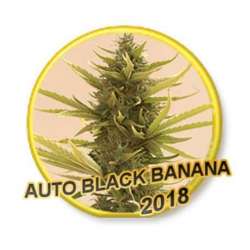 3 UND FEM - AUTO BLACK BANANA * MR. HIDE SEEDS 3 UND FEM