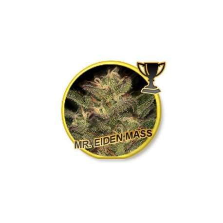 100 UND FEM - MR. EIDEN MASS * MR. HIDE SEEDS 100 UND FEM