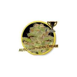 50 UND FEM - AUTO NORTHERN CREAM * MR. HIDE SEEDS 50 UND FEM