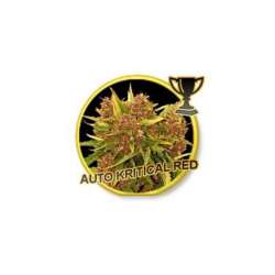 50 UND FEM - AUTO KRITICAL RED * MR. HIDE SEEDS 50 UND FEM