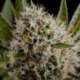 3 UND FEM - LITHIUM OG KUSH * NIRVANA 3 UND FEMINIZADAS