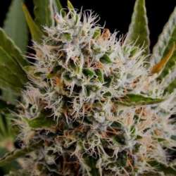 3 UND FEM - LITHIUM OG KUSH * NIRVANA 3 UND FEMINIZADAS