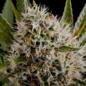 3 UND FEM - LITHIUM OG KUSH * NIRVANA 3 UND FEMINIZADAS
