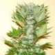 3 UND FEM - MISTY KUSH * NIRVANA 3 UND FEMINIZADAS