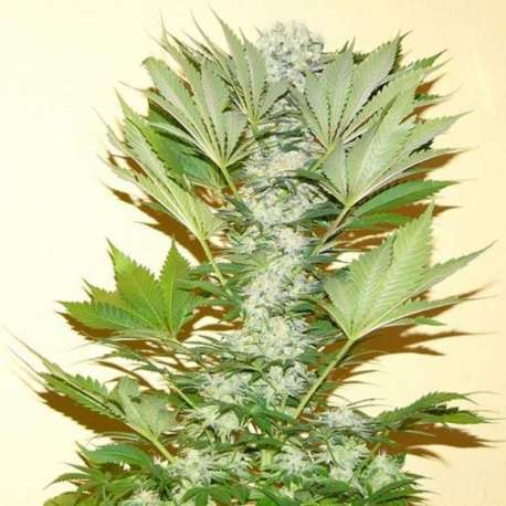 3 UND FEM - MISTY KUSH * NIRVANA 3 UND FEMINIZADAS