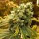 3 UND FEM - SATIVA'S SOUR DIESEL * NIRVANA 3 UND FEMINIZADAS