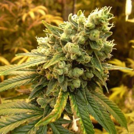 3 UND FEM - SATIVA'S SOUR DIESEL * NIRVANA 3 UND FEMINIZADAS