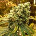 3 UND FEM - SATIVA'S SOUR DIESEL * NIRVANA 3 UND FEMINIZADAS