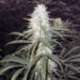 3 UND FEM - STERLING HAZE * NIRVANA 3 UND FEMINIZADAS