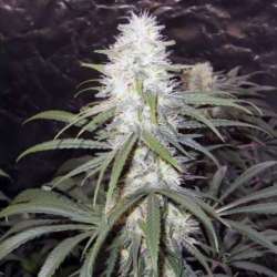 3 UND FEM - STERLING HAZE * NIRVANA 3 UND FEMINIZADAS